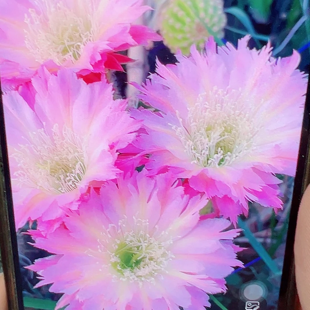 毛花柱 紫微星 短刺 侧芽 满20包邮