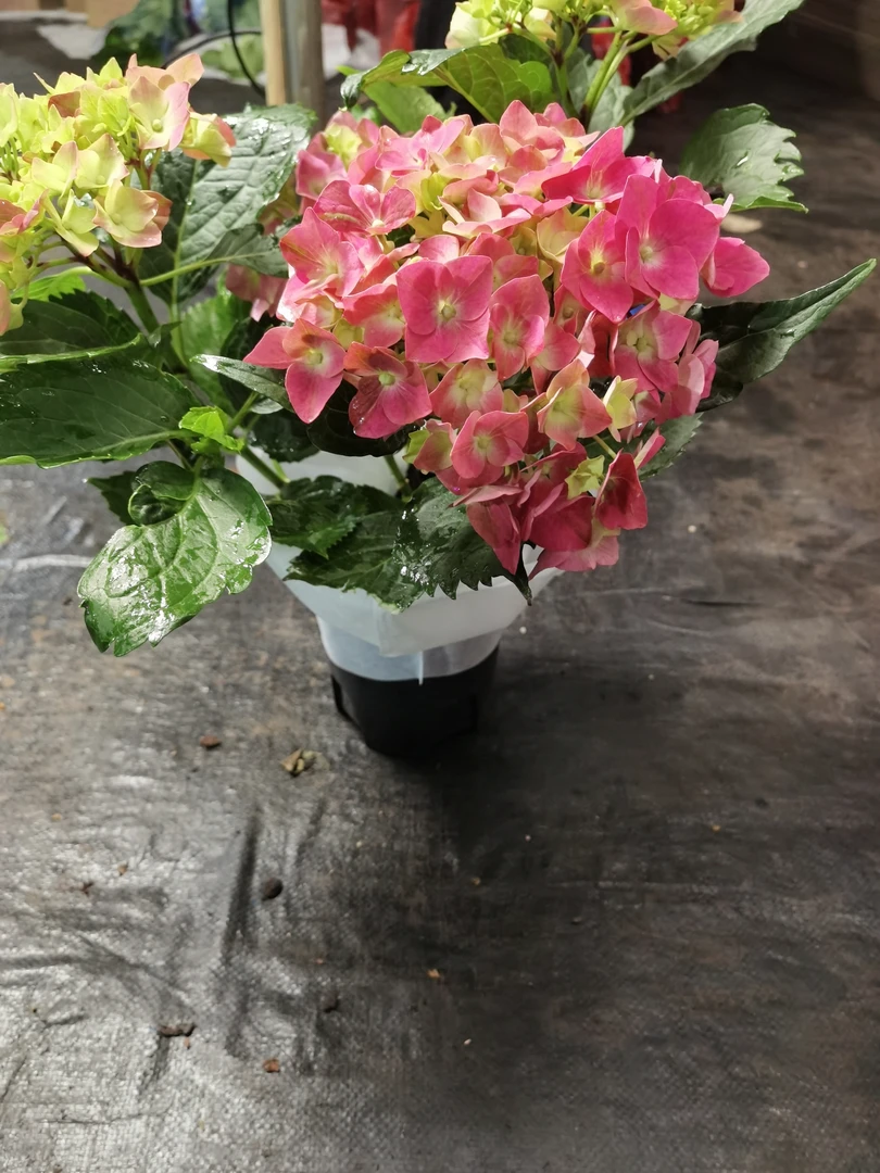 【创美】玫红妈妈绣球 3头起发 原盆原土 云南基地直发