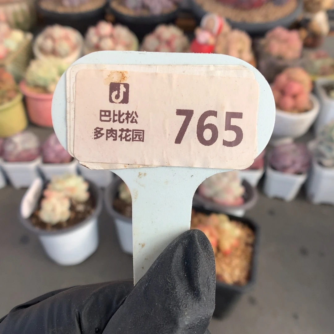 765 冰玉石化盲盒多肉