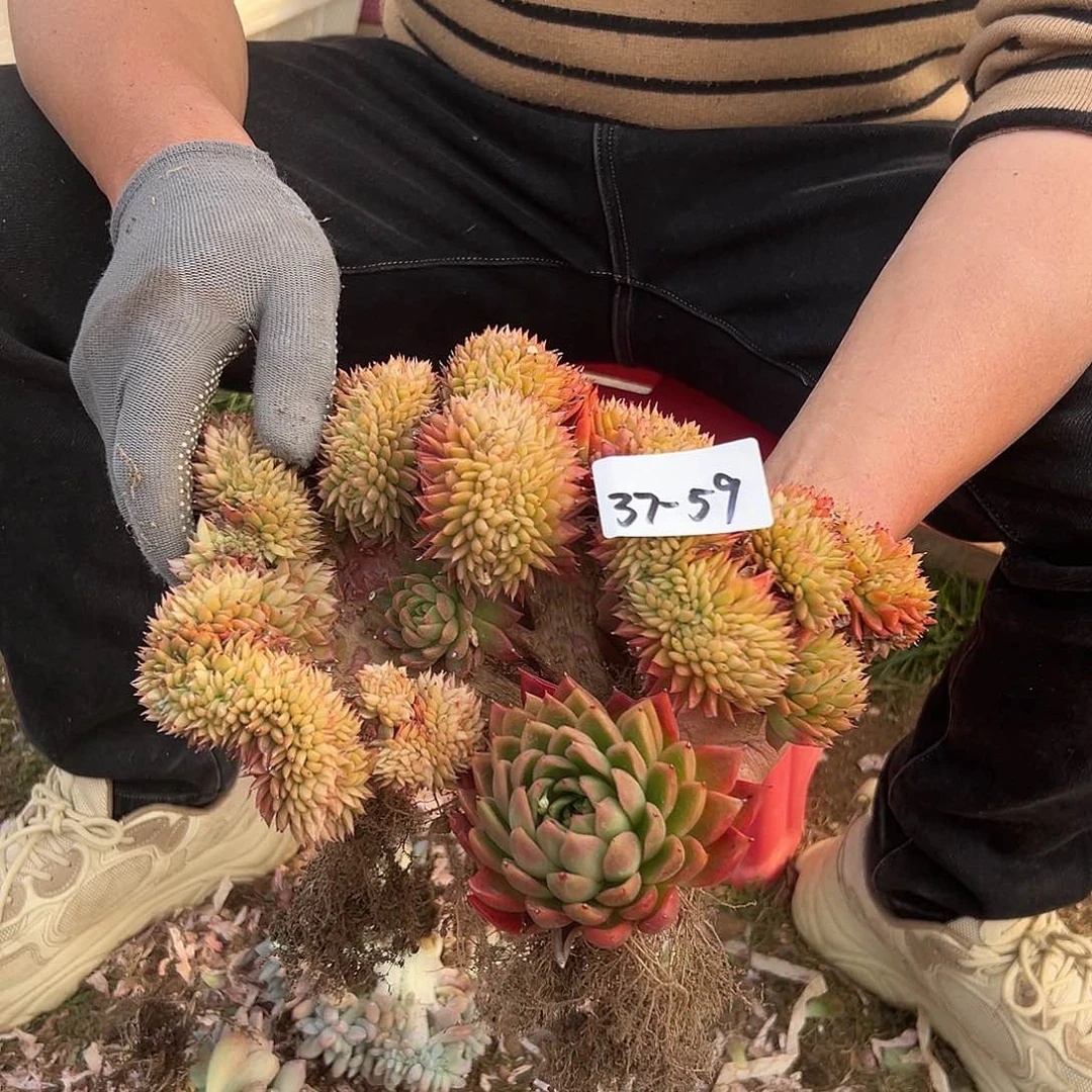 努****。37-59红腊东云缀微瑕