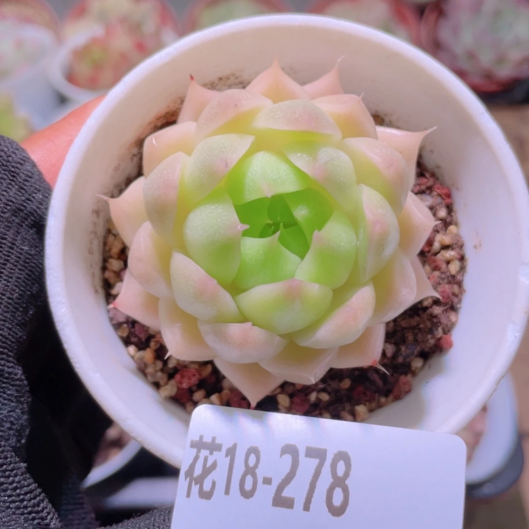 花利美18-278麦秆