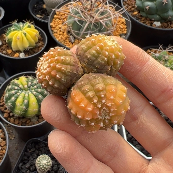 K***K仙人球仙人球仙人球仙人球