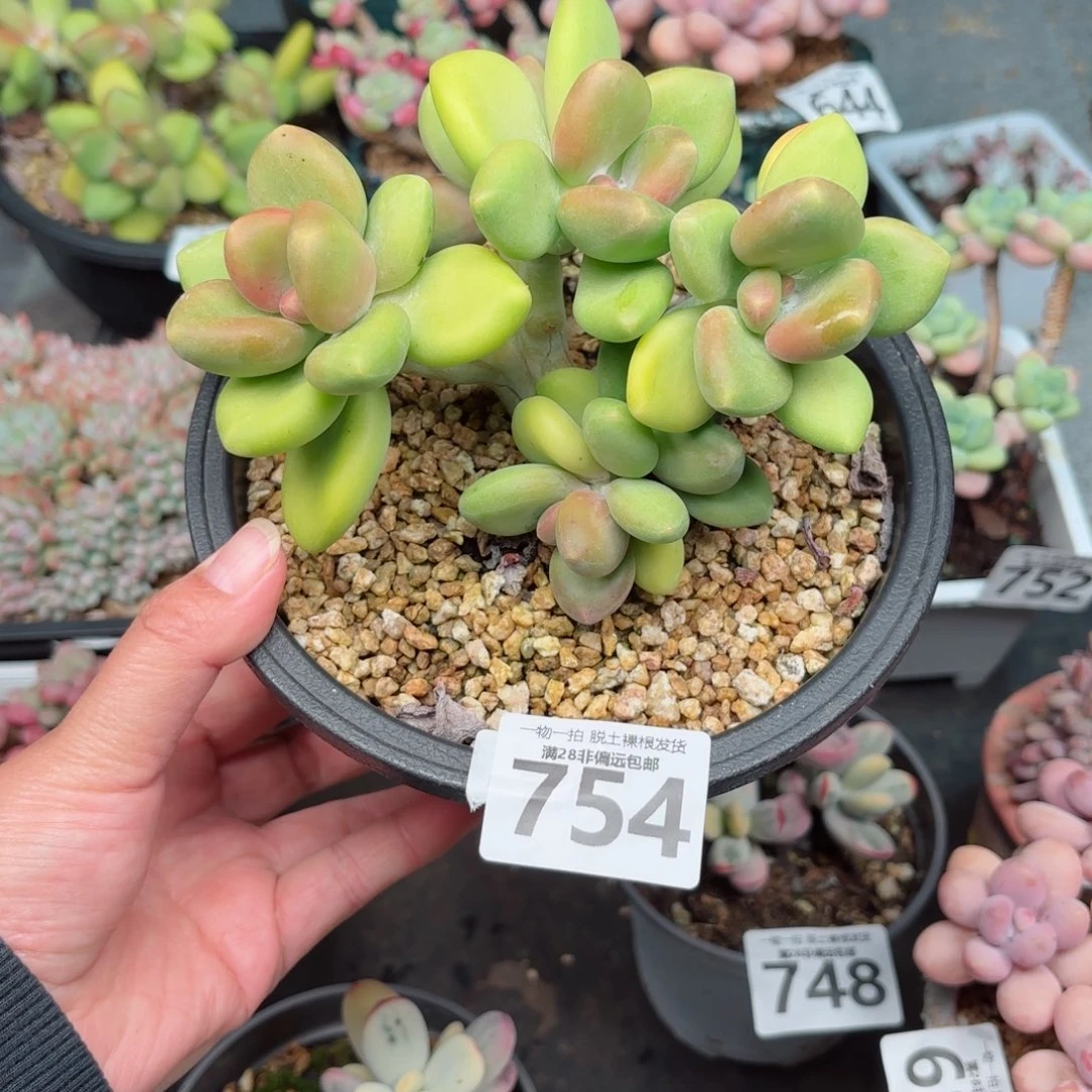 芒果KK奶无盆土发货