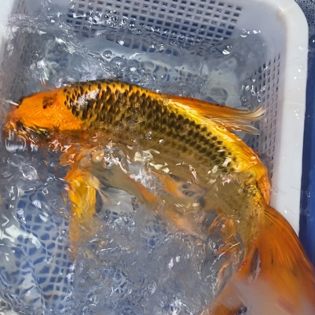 海水鱼冷水锦鲤包邮