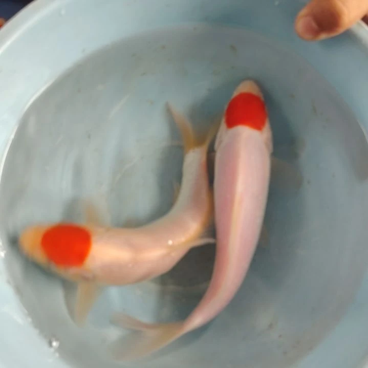 海水鱼顺丰包邮开箱包活