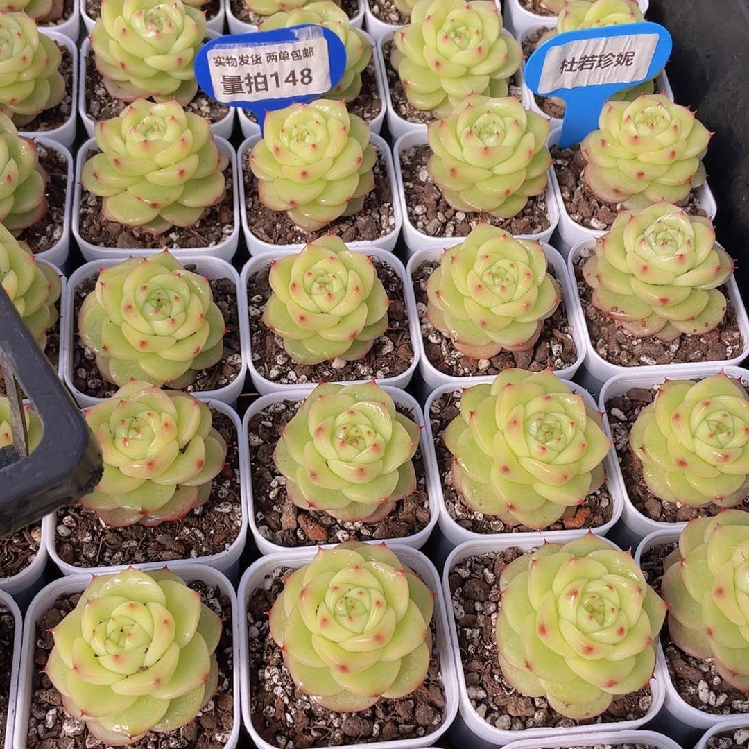 量拍148号 杜若珍妮单头一个