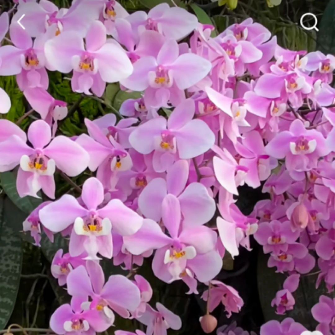 福利新品：银叶《西雷利》蝴蝶兰苗，实生，2.5杯