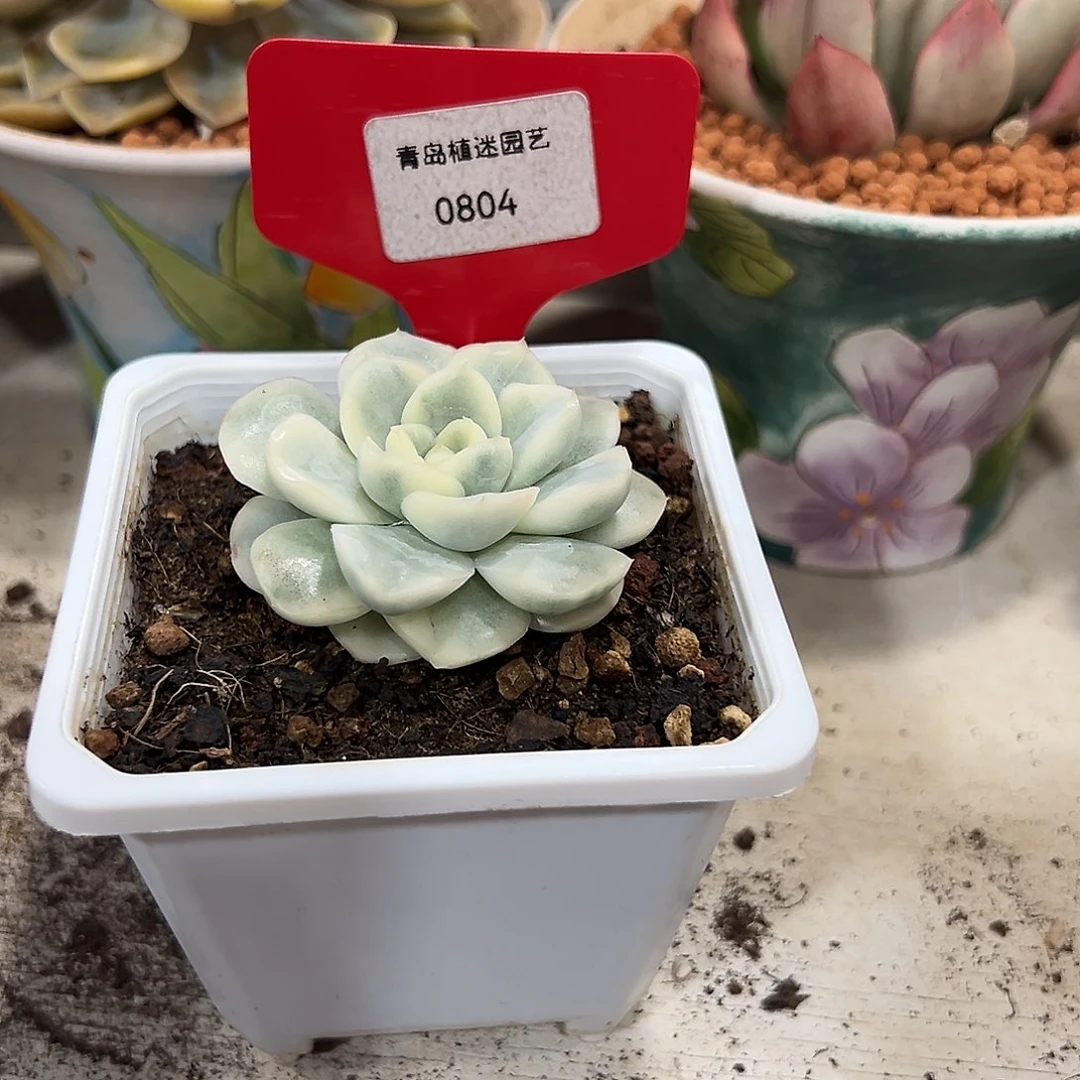 青岛804号雪鸳锦单头