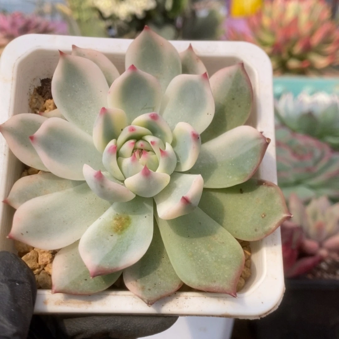 180锦锦锦锦锦锦锦