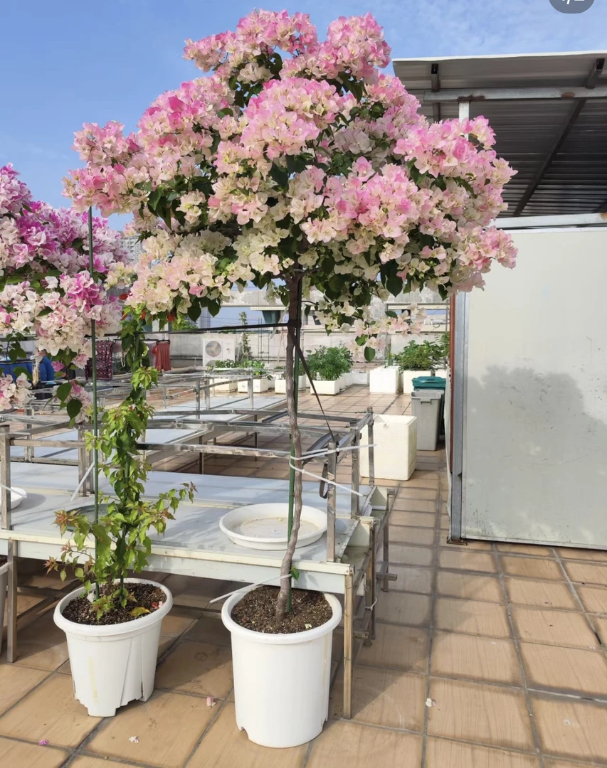 【绿叶樱花108.8】三角梅四季开花勤花爬藤植物阳台