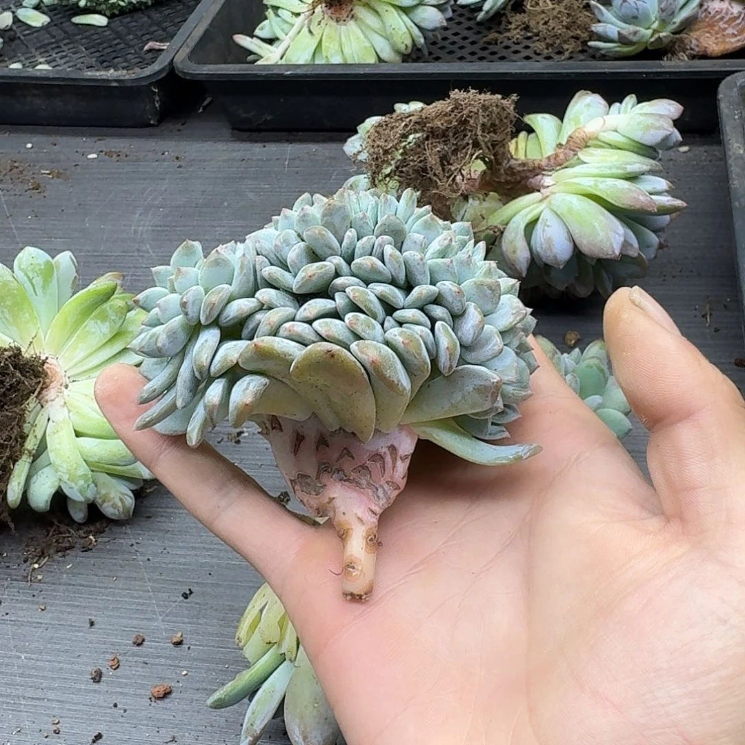 *****星影树缀多肉专拍