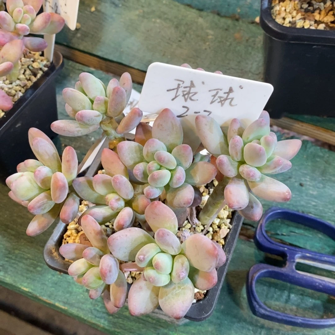 灿*自然群苹果奶，123456789