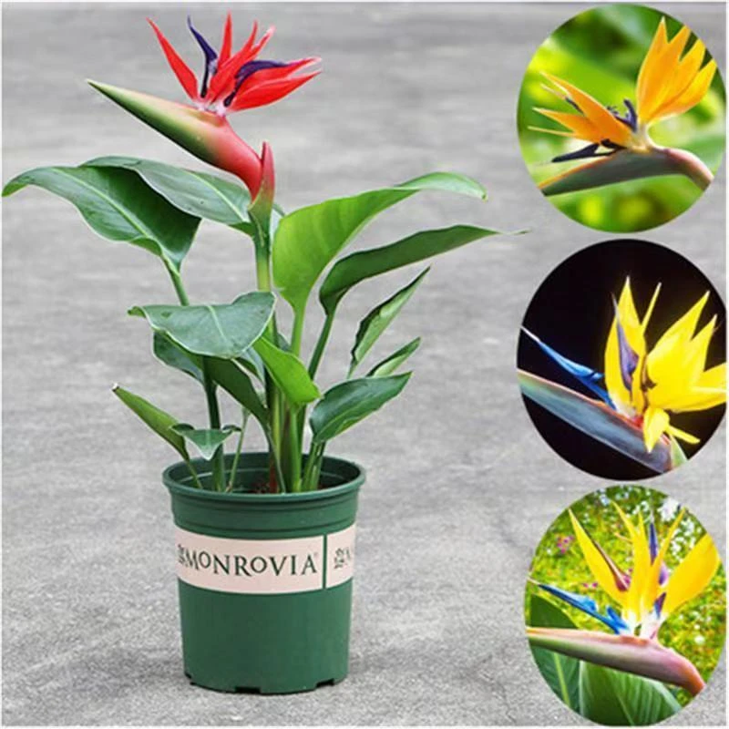 鹤望兰天堂鸟盆栽室内大型绿植四季常青好养花卉