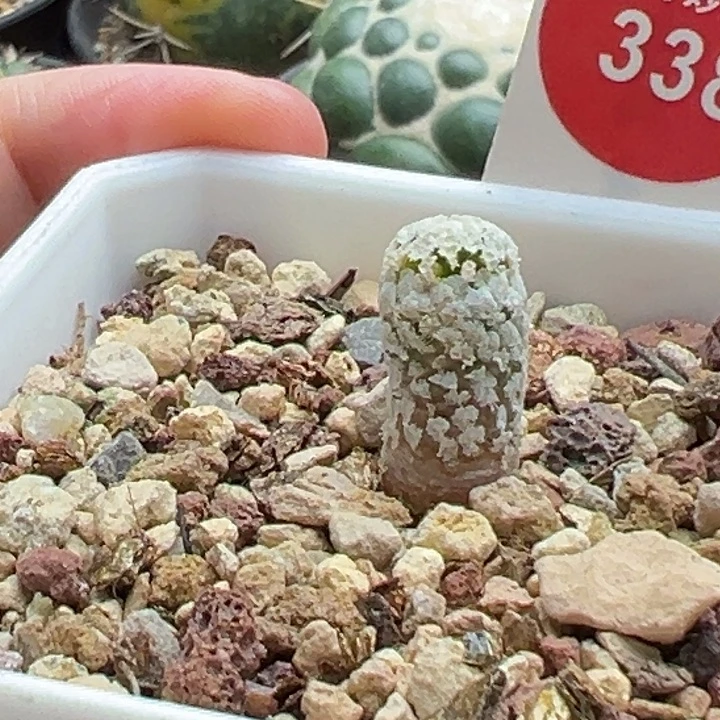 实生蔷薇丸锦一棵仙人球
