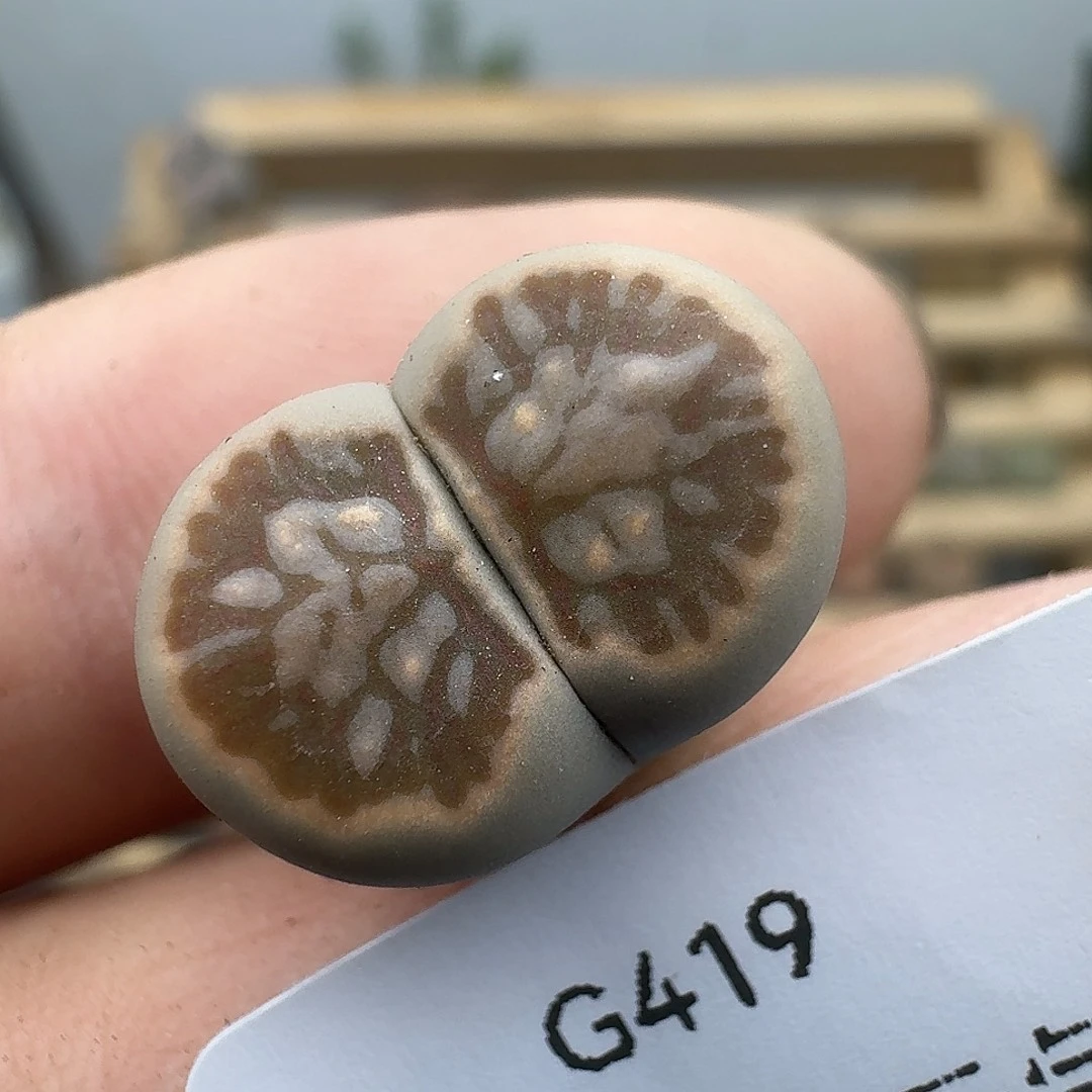 419多肉哈哈哈哈哈哈