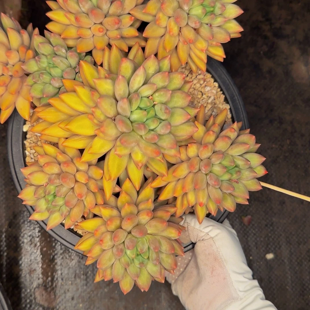 树***天呃呃哦哦哦哦哦哦哦哦哦哦哦啊