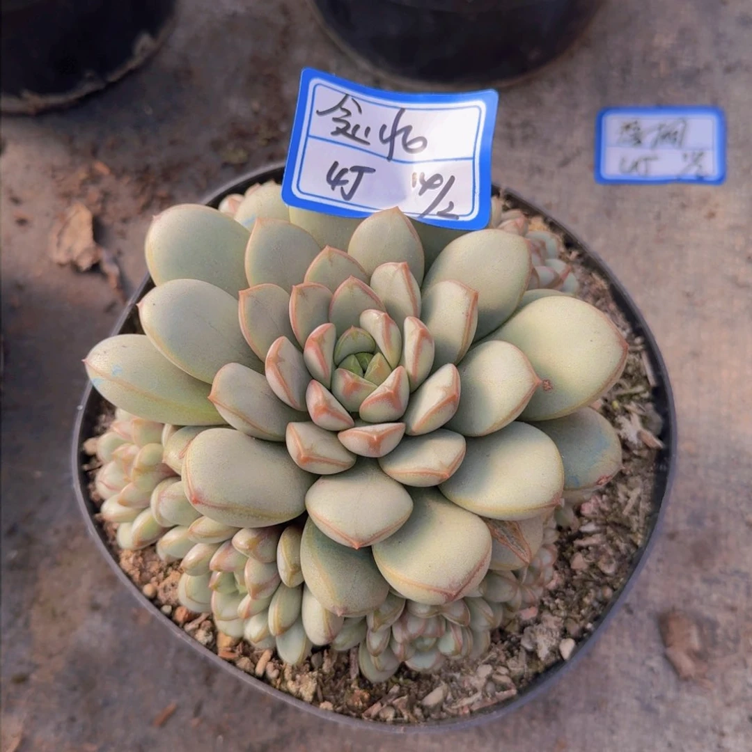 念*小念念葡萄凡艺多肉