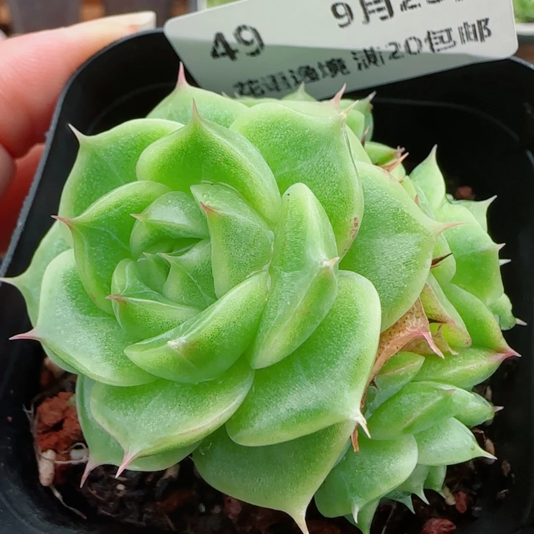 花语逸镜0923-49麦秆散
