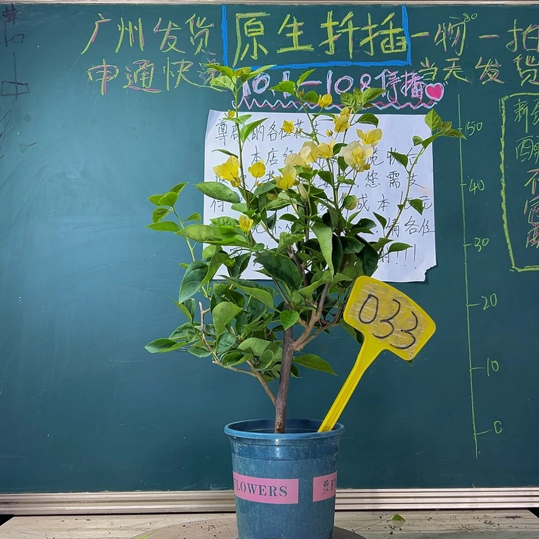 当前无花栽培后可以开花 粗杆 黄玫瑰  033