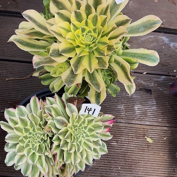 142-141两颗多肉植物植物植物