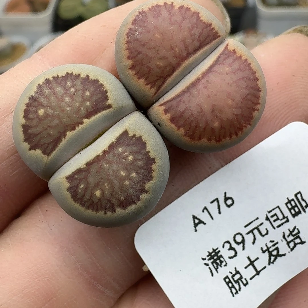 176多肉哈哈哈哈哈哈哈
