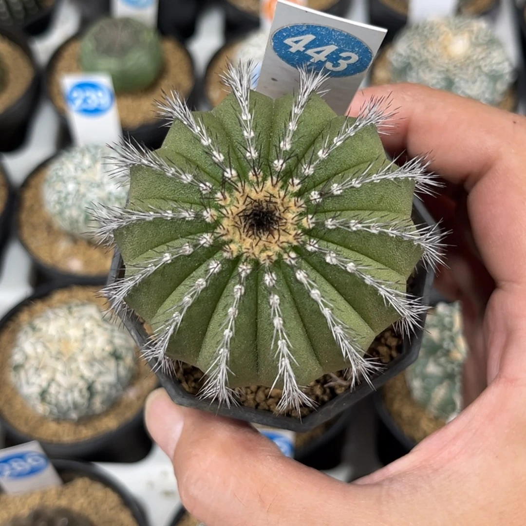 443实生尤伯球带盆带土发货