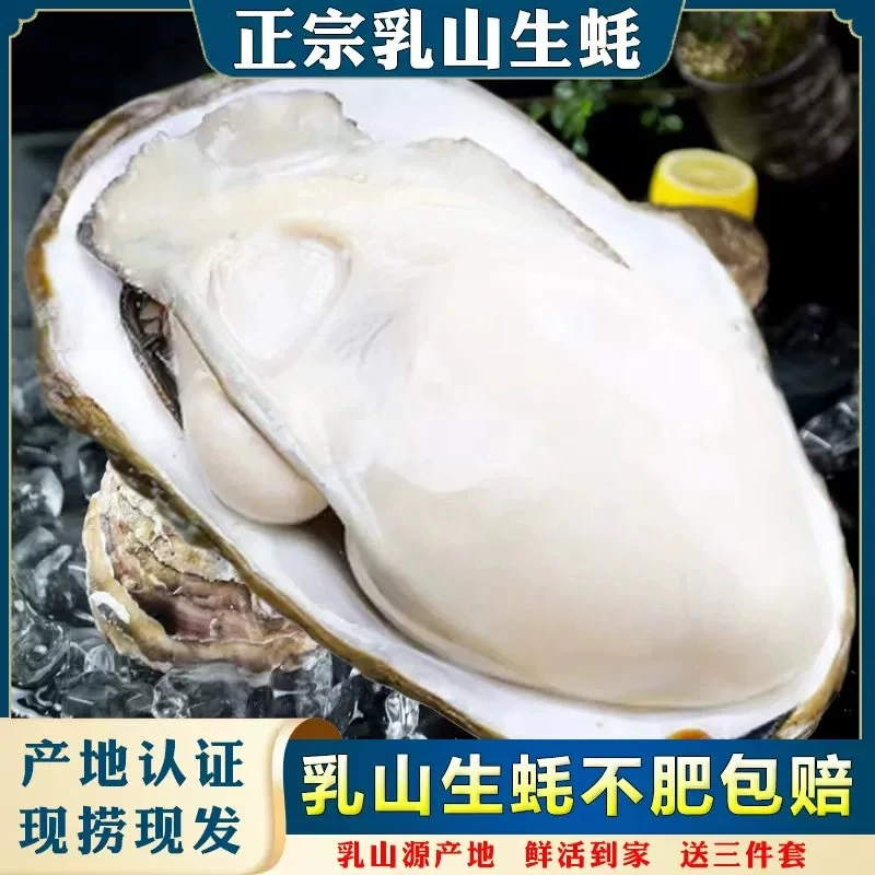 【乳山生蚝】新鲜生蚝牡蛎原产地5斤冷链包邮  蒸生蚝烤生蚝刺身
