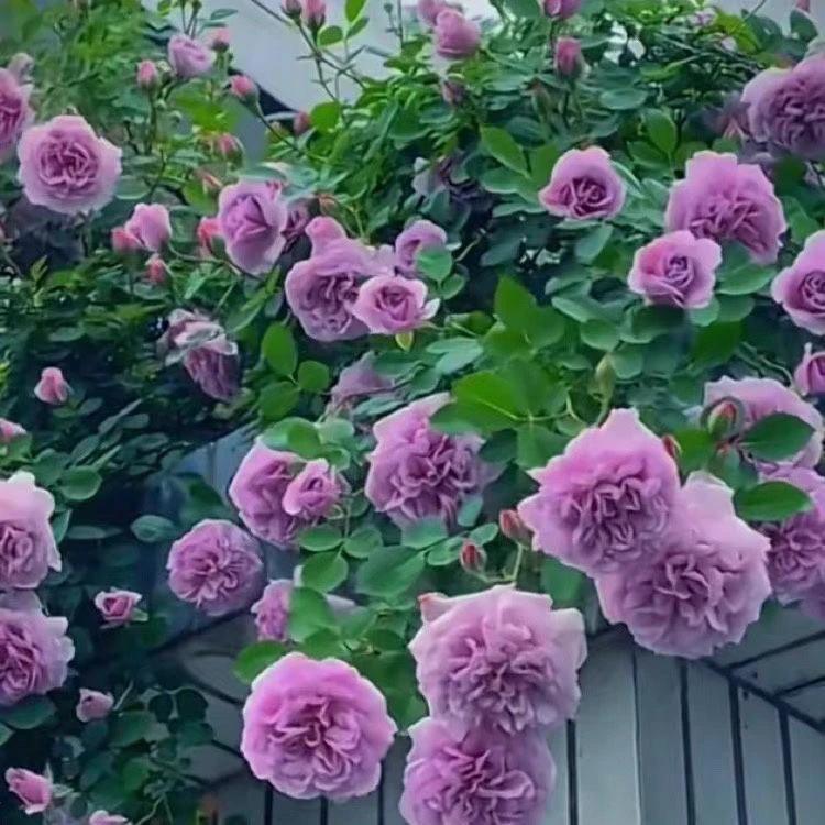 蓝色阴雨月季多头勤花爬藤蔷薇花苗四季开花阳台庭院藤本花卉植物