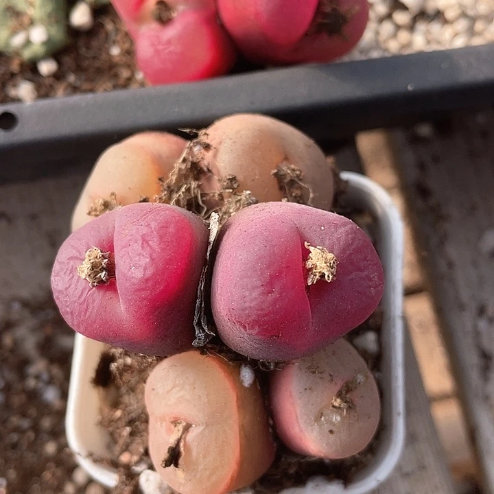 一**?807。  一组四颗双头。 毛毛