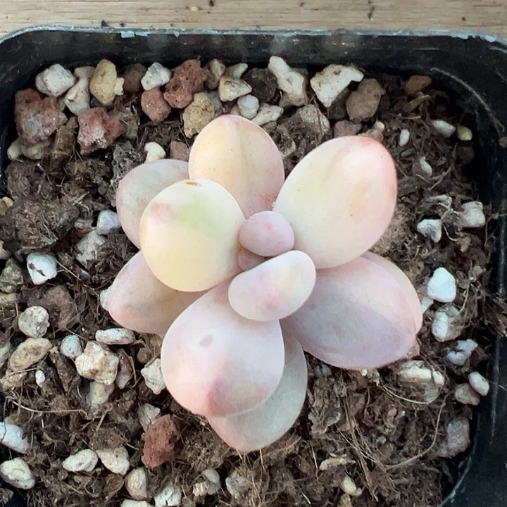 紫皮奶锦多肉植物