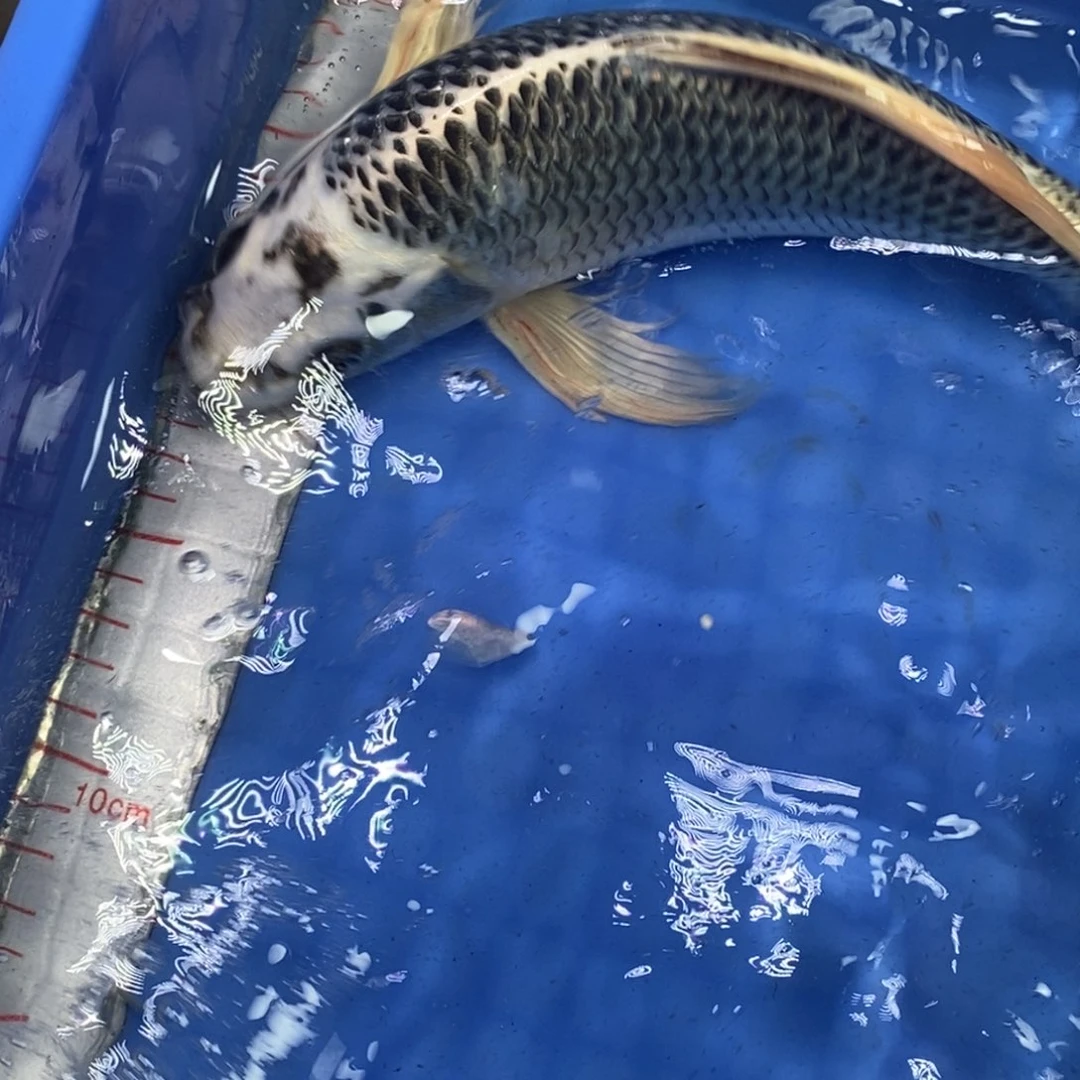 锦鲤冷水锦鲤包邮