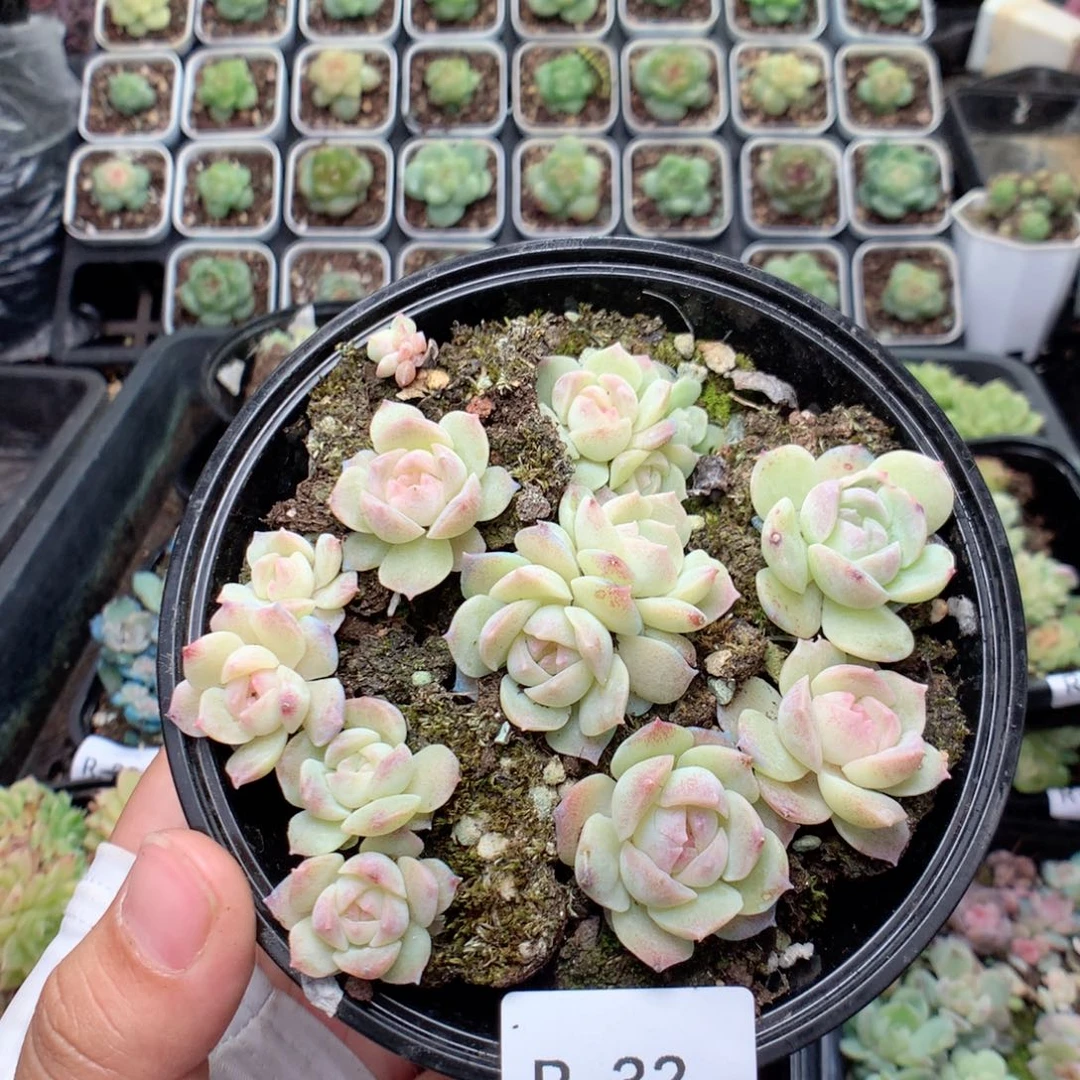无花朵R32英语英语