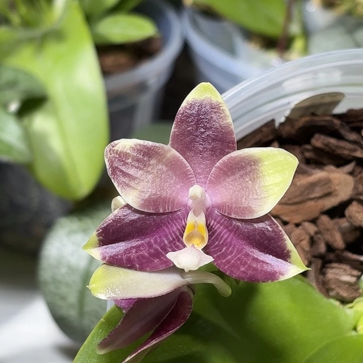 大部分开放少量花苞