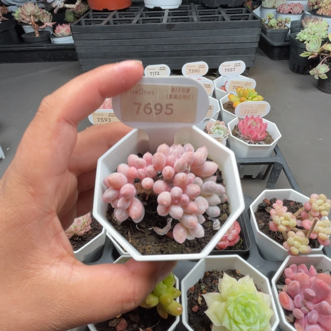 7695婴儿手指5.0厘米