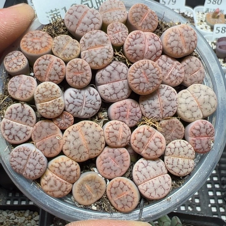 【闪购商品】 593。