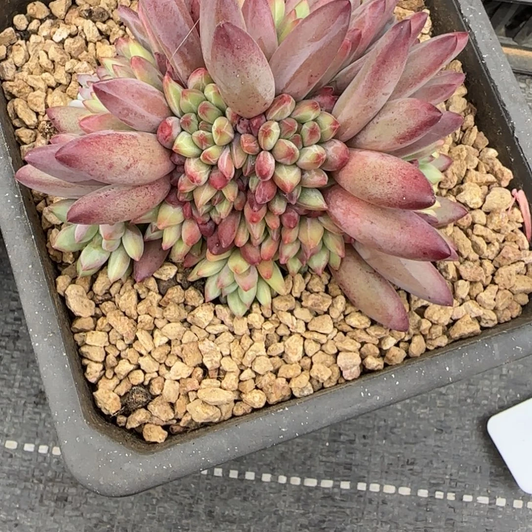 G****一物一拍彩体金鱼姬54