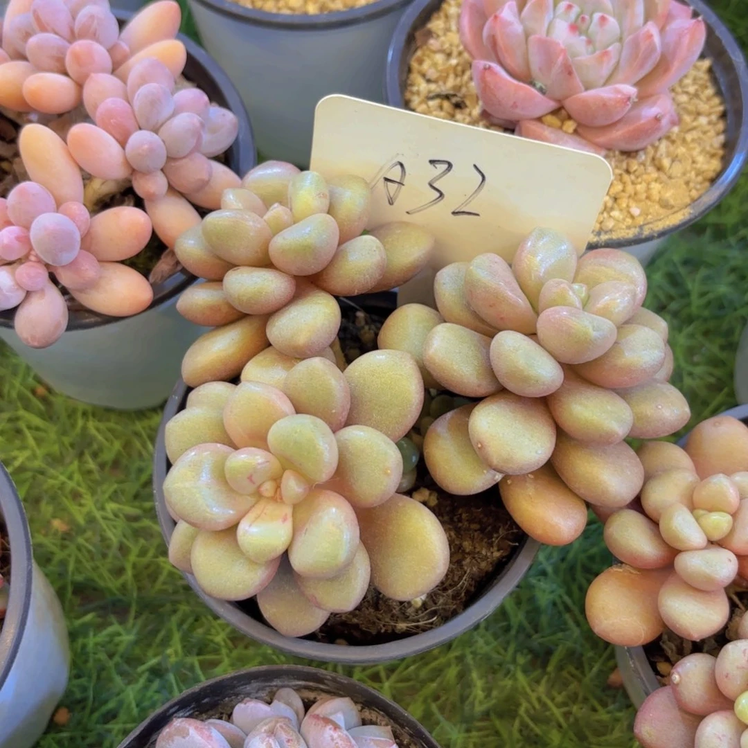 暖***W云南金致家精品多肉