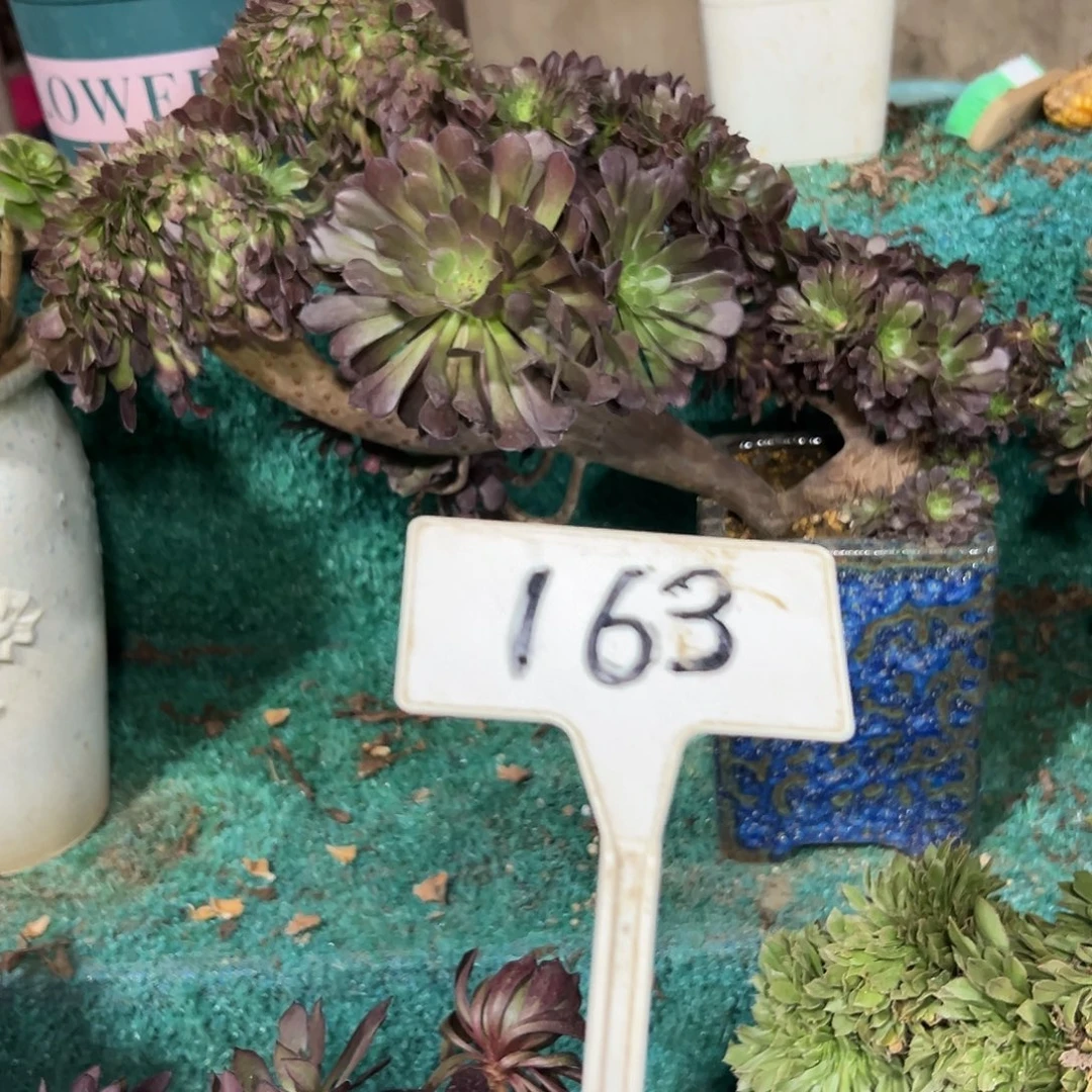 多肉植物铜壶一体化163
