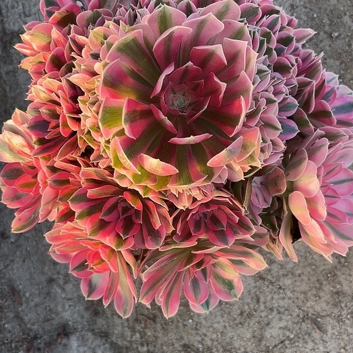 多肉植物粉女巫锦…………