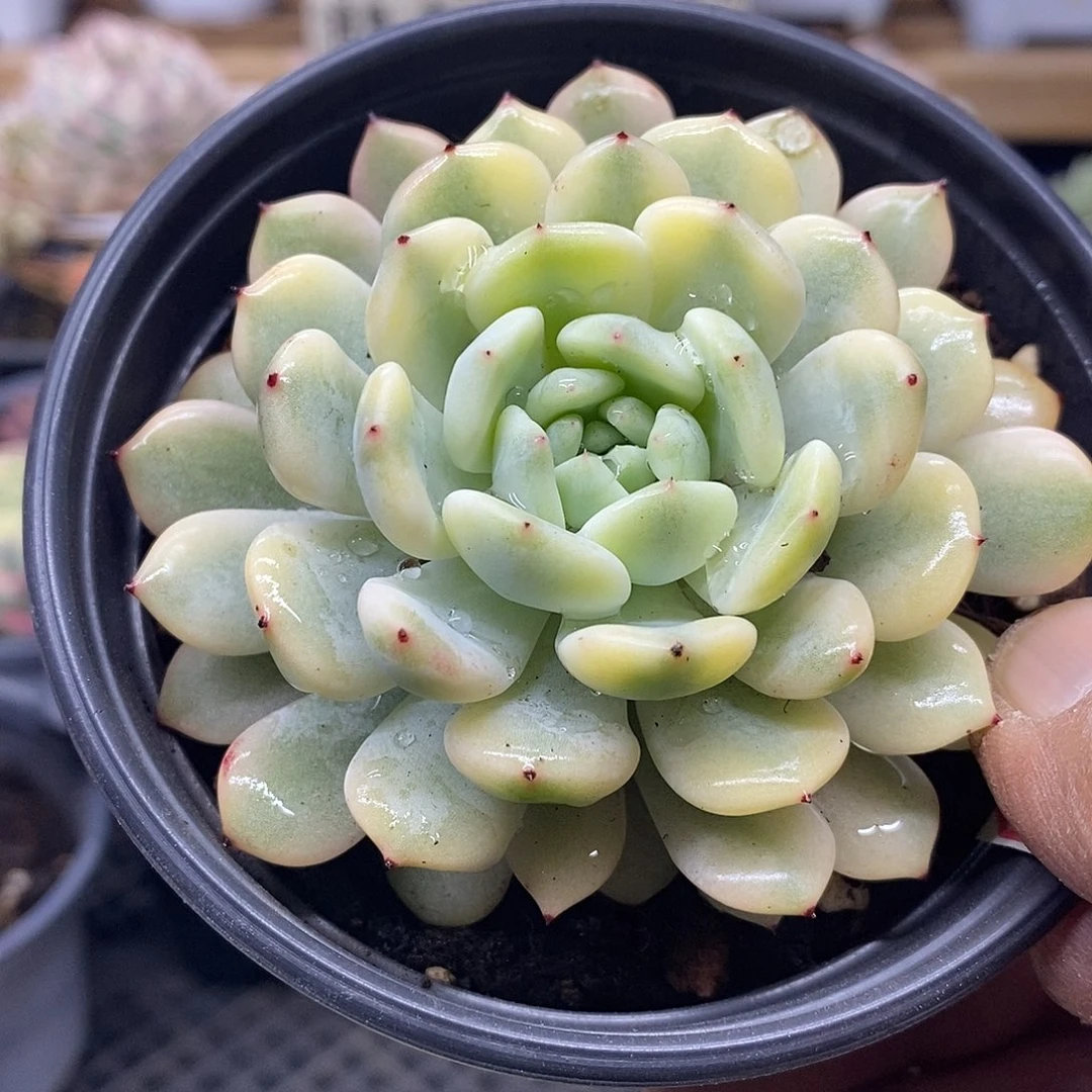 14111 雪爪覆轮锦 需延时发货