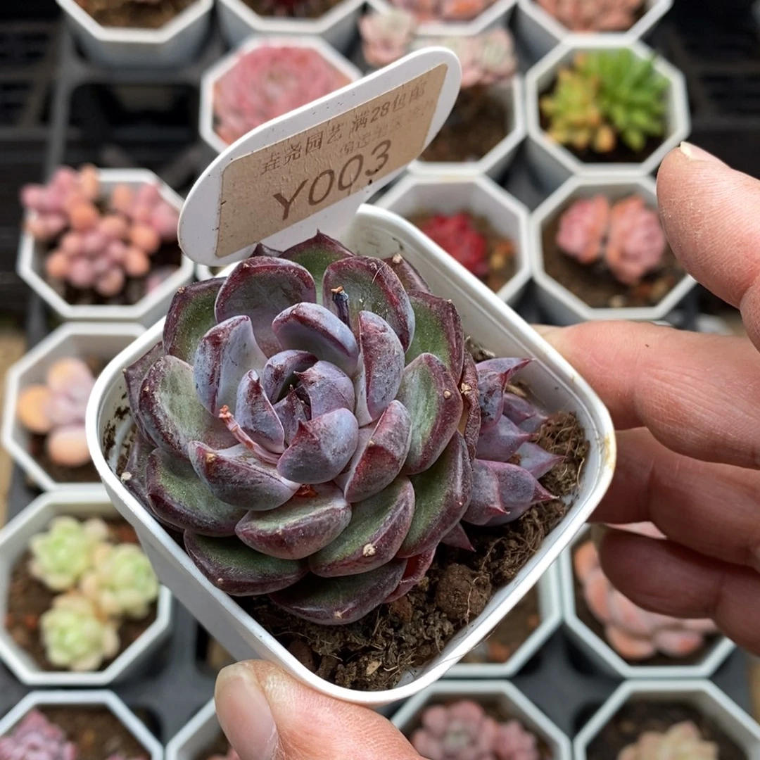0003 黑莓 5.5cm 单头