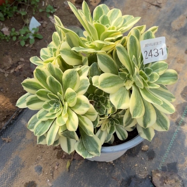 迈巴赫多肉法师2431