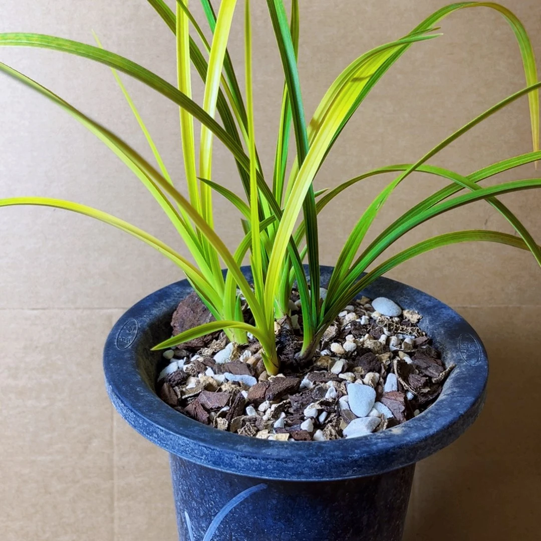 完全开放蕙兰朱金黄心草盆栽花卉
