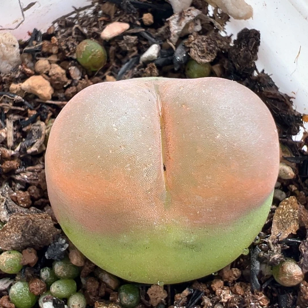 082多肉植物种类多样