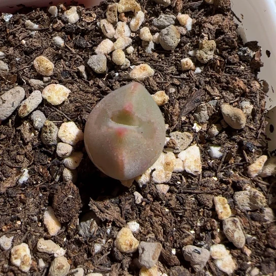 用***3肉锥多肉植物组合-37