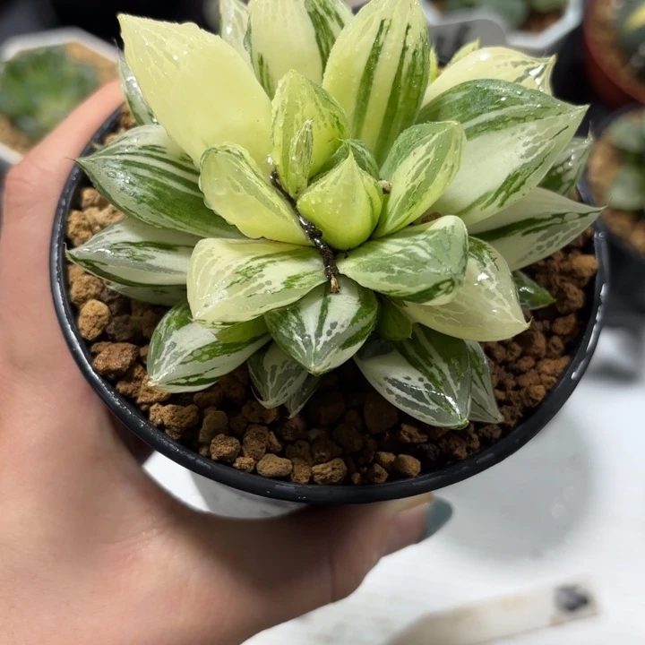 母本大宝草玉露锦多肉植物