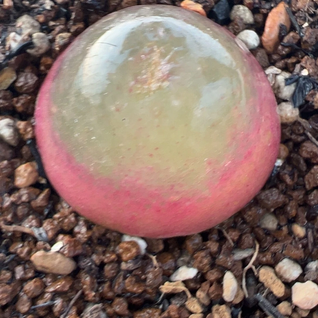 灯泡多肉植物百科6 8