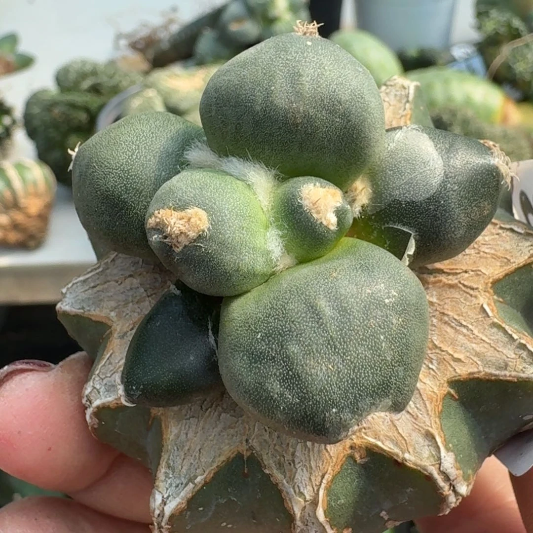 【闪购商品】无花朵敏*达摩担忧273
