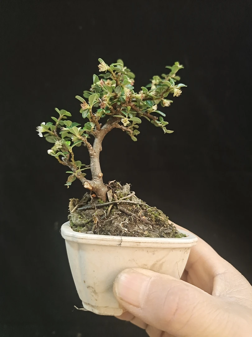 珍珠米叶荀子掌中宝盆景素材