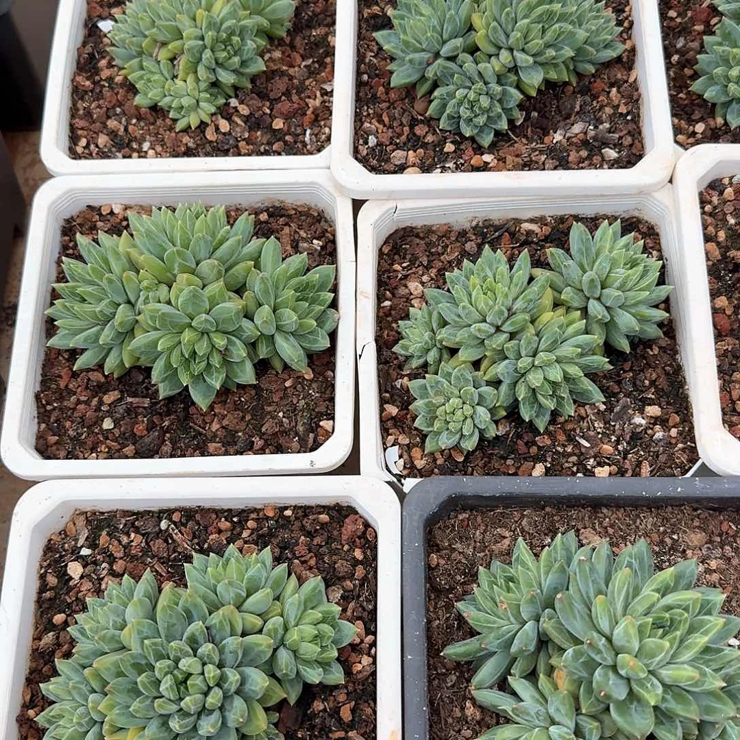 陨石精控无砍老桩群生